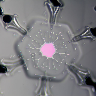 Illustration for article titled Science Photographer Reveals Beauty of the Microscopic World